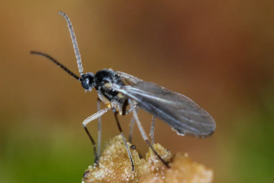 fungus gnat